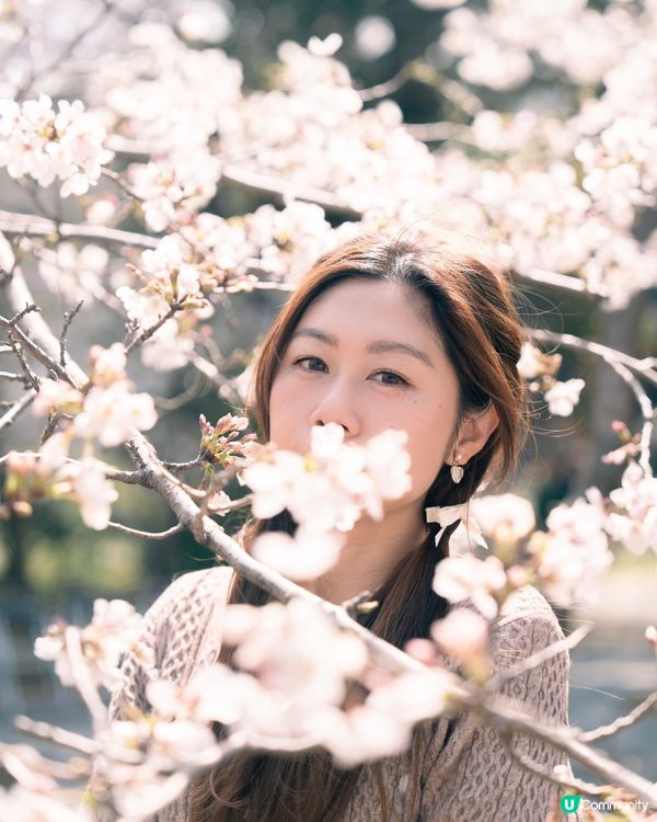 《福岡櫻花必去景點🌸 柳川遊船+三柱神社⛩️》