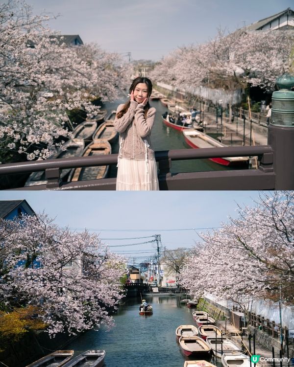 《福岡櫻花必去景點🌸 柳川遊船+三柱神社⛩️》