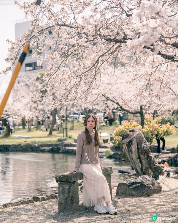 《福岡櫻花必去景點🌸 柳川遊船+三柱神社⛩️》