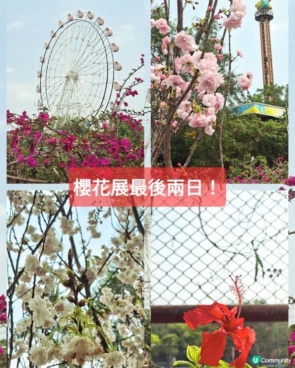 【深圳 - 生態】二訪觀瀾湖，賞櫻之旅！🌸📸