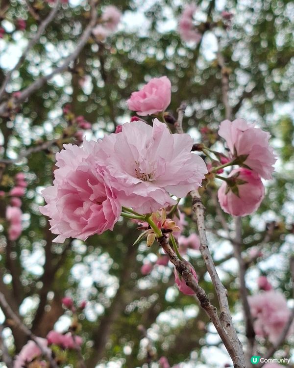 【深圳 - 生態】二訪觀瀾湖，賞櫻之旅！🌸📸