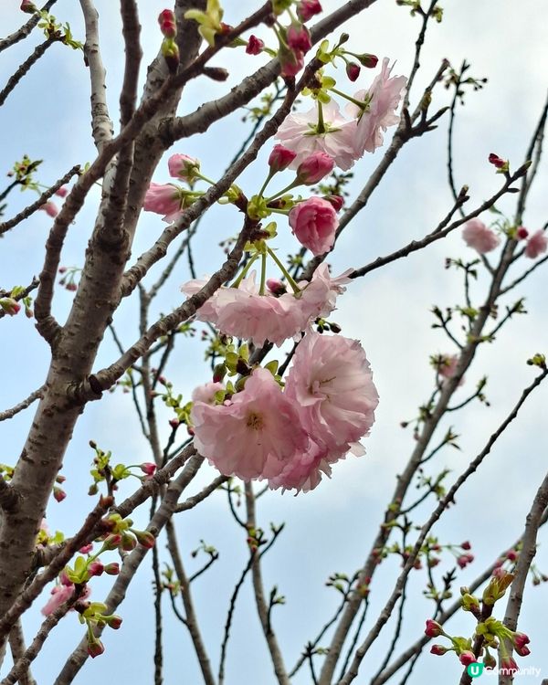 【深圳 - 生態】二訪觀瀾湖，賞櫻之旅！🌸📸