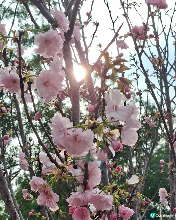 【深圳 - 生態】二訪觀瀾湖，賞櫻之旅！🌸📸