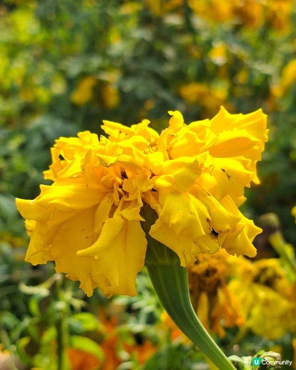 【深圳 - 生態】二訪觀瀾湖，賞櫻之旅！🌸📸