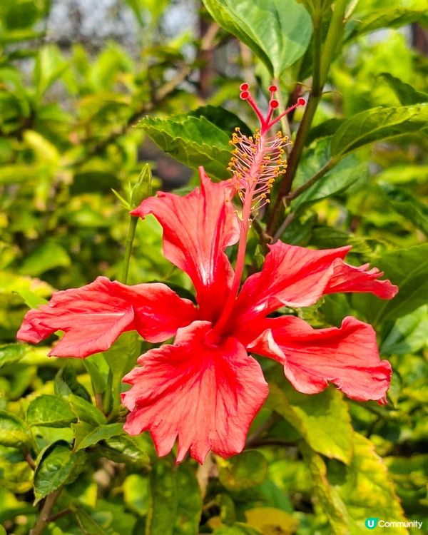 【深圳 - 生態】二訪觀瀾湖，賞櫻之旅！🌸📸