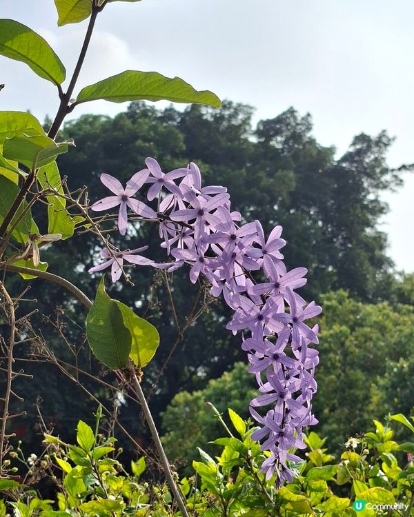 【深圳 - 生態】二訪觀瀾湖，賞櫻之旅！🌸📸