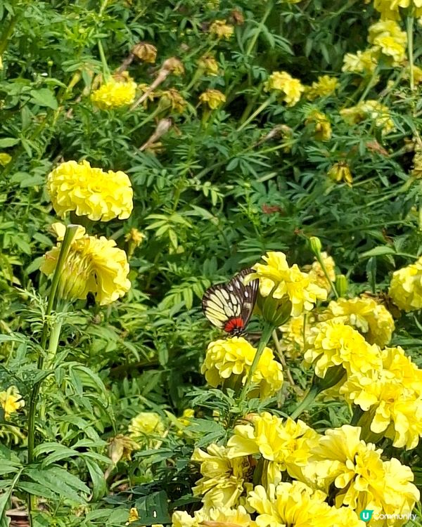 【深圳 - 生態】二訪觀瀾湖，賞櫻之旅！🌸📸