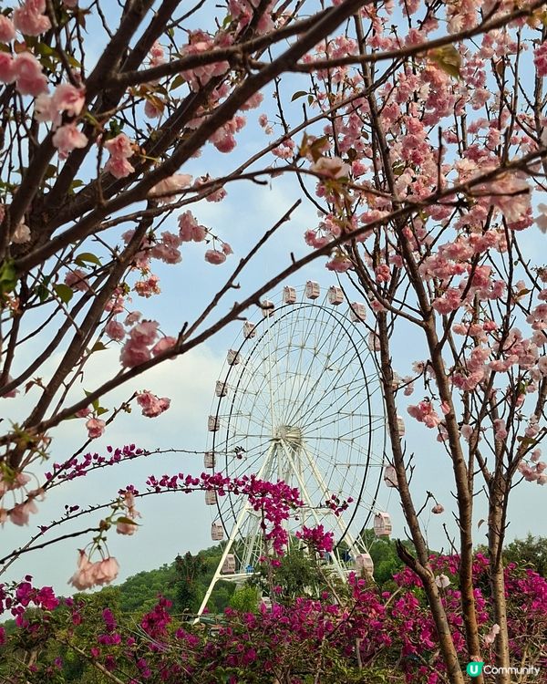 【深圳 - 生態】二訪觀瀾湖，賞櫻之旅！🌸📸