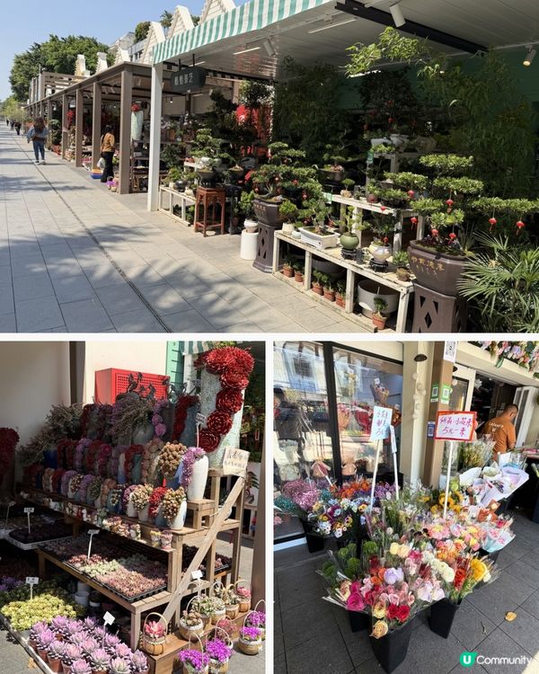 深圳花海！勁抵買！😍🌺