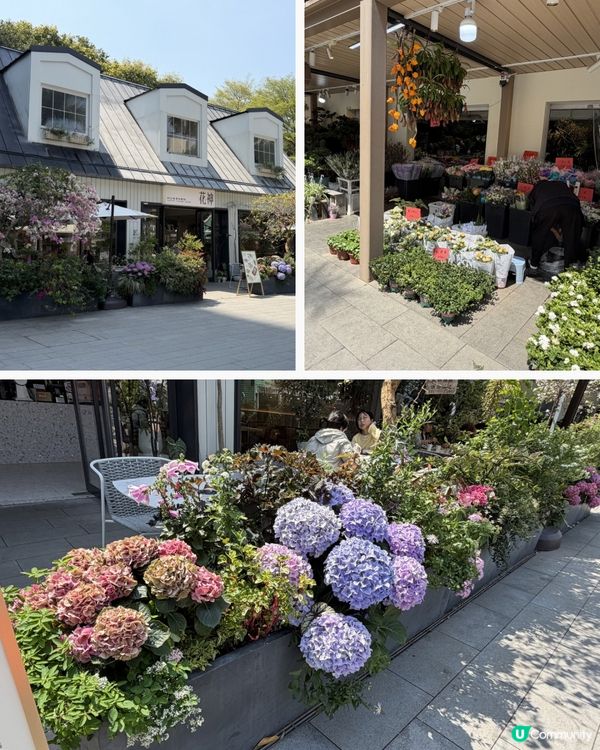 深圳花海！勁抵買！😍🌺