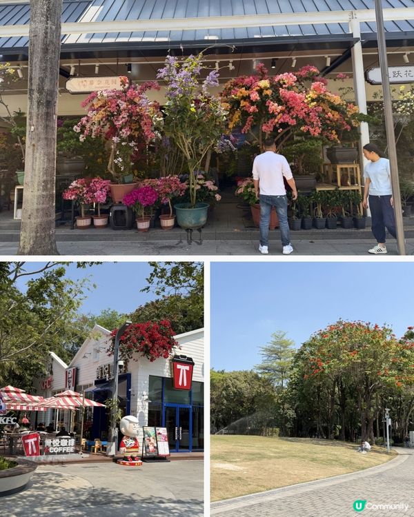 深圳花海！勁抵買！😍🌺