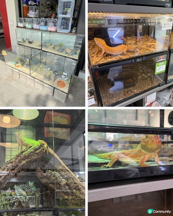 深圳花海！勁抵買！😍🌺