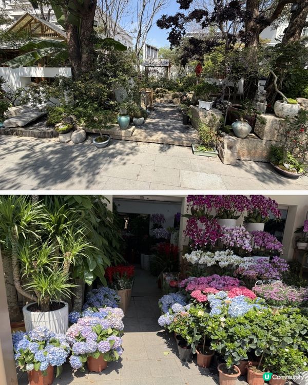 深圳花海！勁抵買！😍🌺