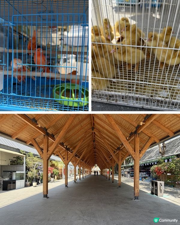 深圳花海！勁抵買！😍🌺