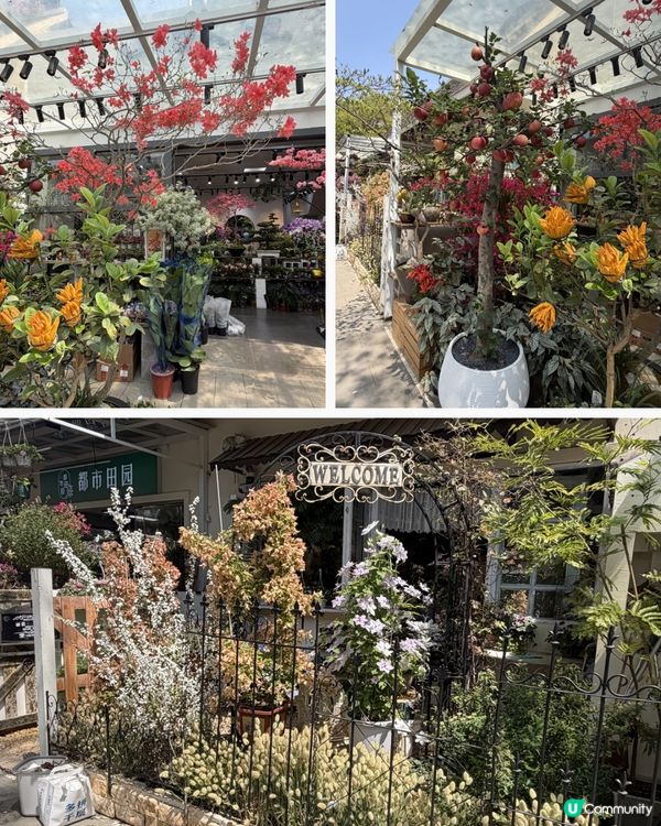 深圳花海！勁抵買！😍🌺