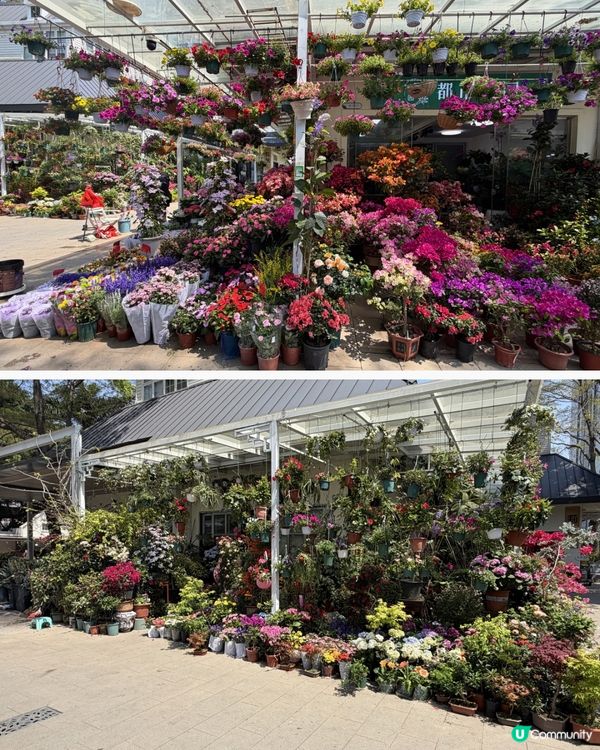 深圳花海！勁抵買！😍🌺