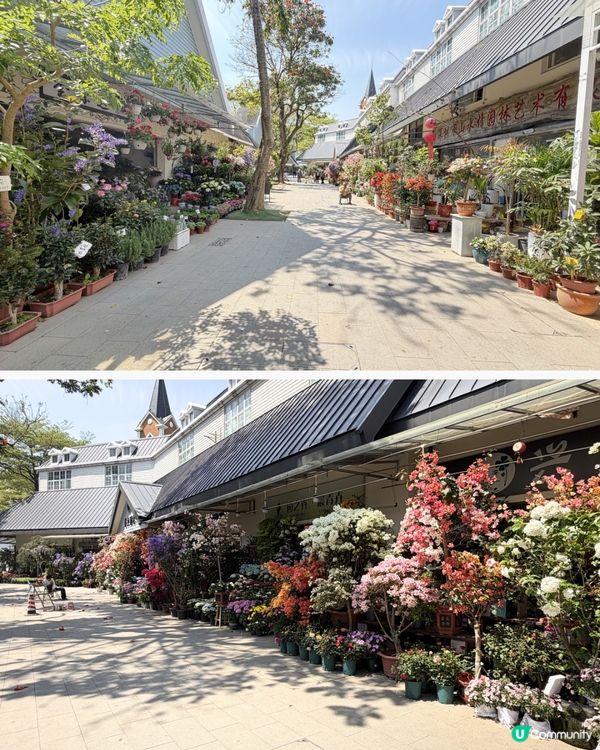 深圳花海！勁抵買！😍🌺