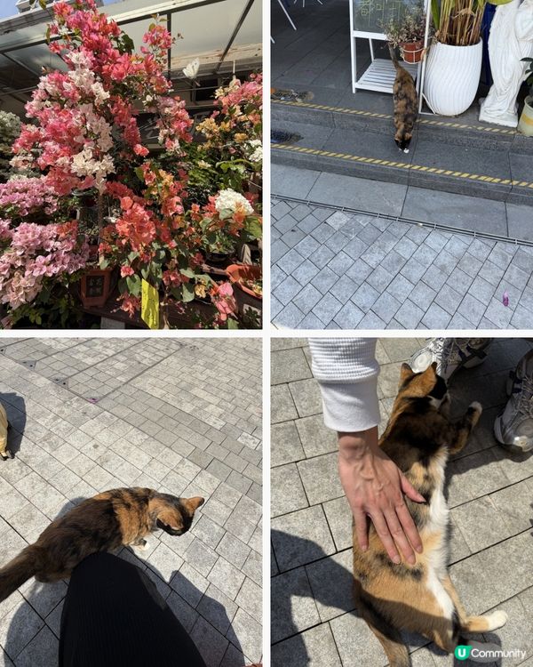 深圳花海！勁抵買！😍🌺