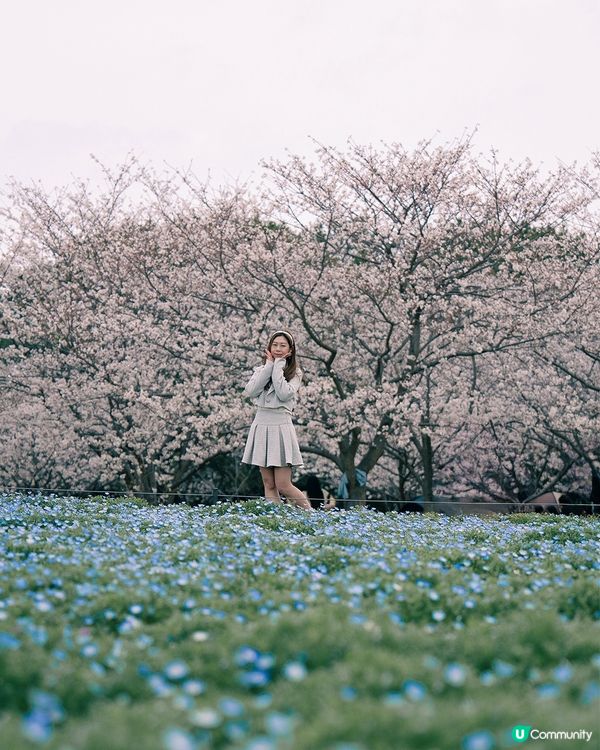 《福岡櫻花必去景點🌸 海之中島海濱公園》