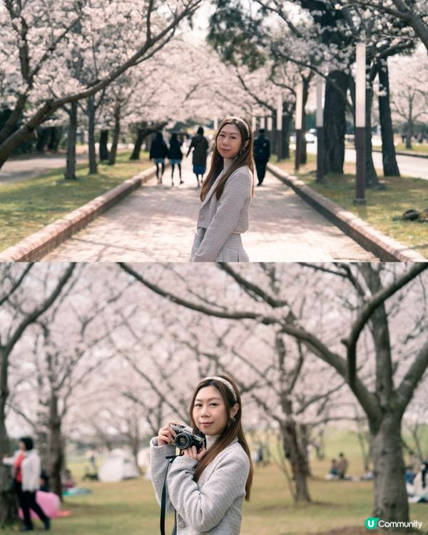 《福岡櫻花必去景點🌸 海之中島海濱公園》