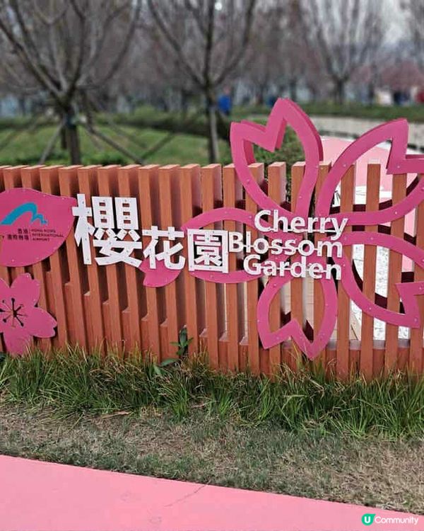 機場櫻花園📸🌸 | 粉紅花海等你來！