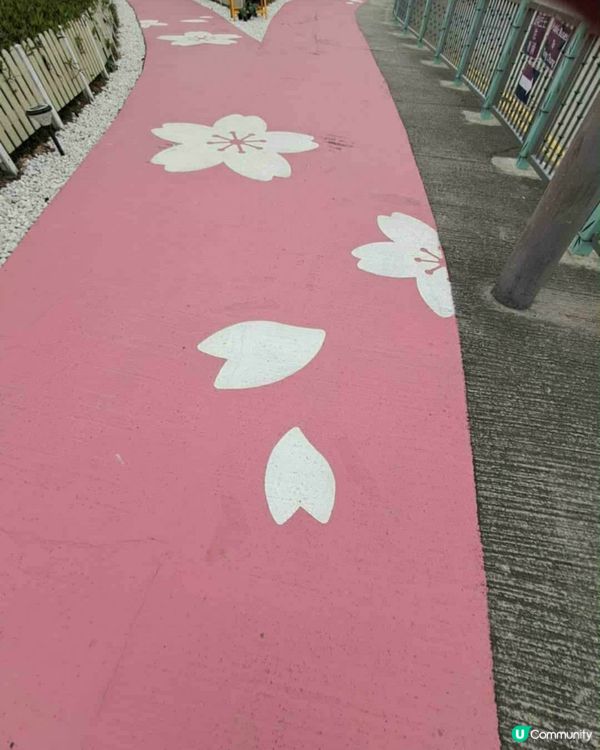 機場櫻花園📸🌸 | 粉紅花海等你來！