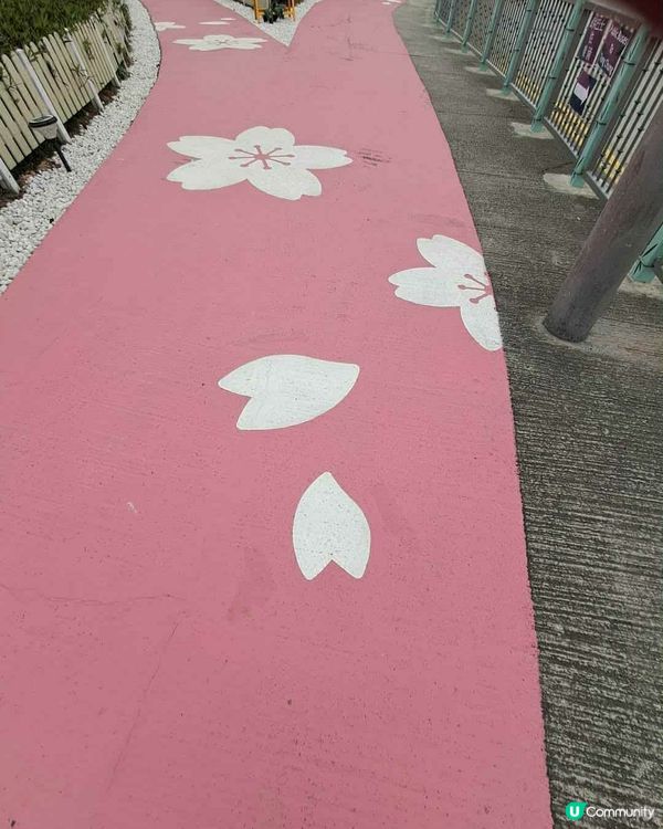 機場櫻花園📸🌸 | 粉紅花海等你來！