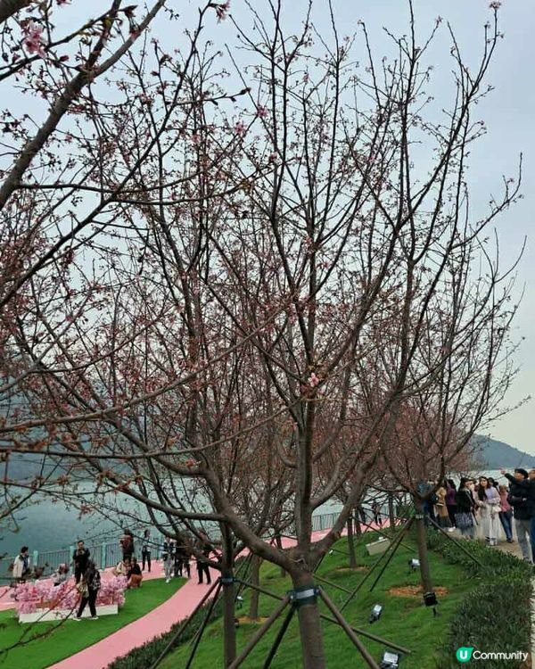 機場櫻花園📸🌸 | 粉紅花海等你來！