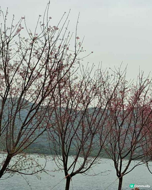 機場櫻花園📸🌸 | 粉紅花海等你來！