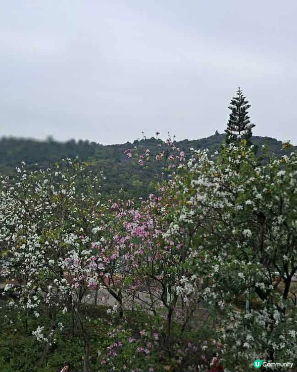 機場櫻花園📸🌸 | 粉紅花海等你來！