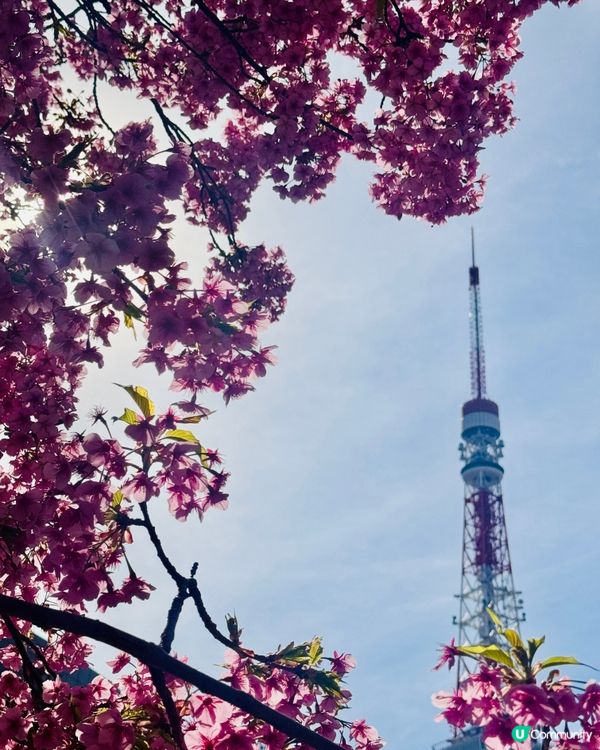 陽光下的櫻花和東京鐵塔