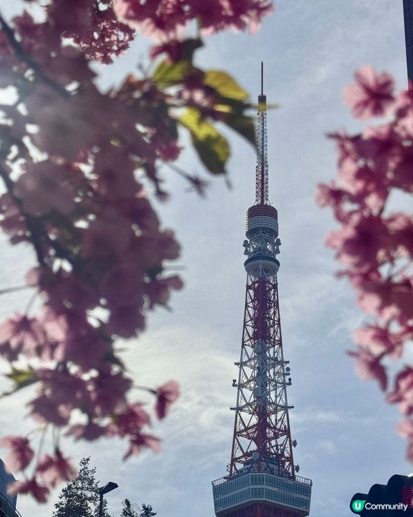 陽光下的櫻花和東京鐵塔