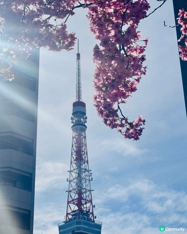 陽光下的櫻花和東京鐵塔