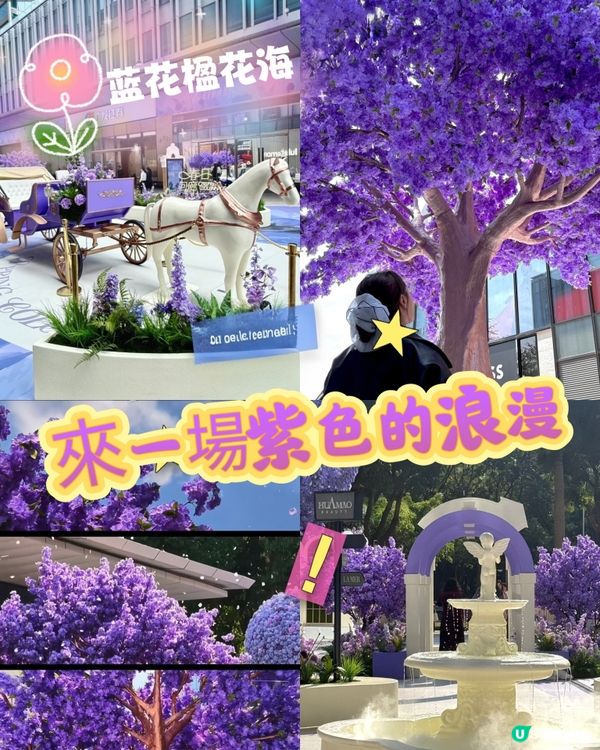  🪻我愛花花之惠州浪漫紫花海🪻