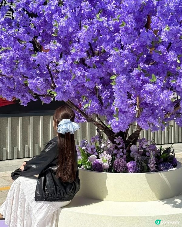  🪻我愛花花之惠州浪漫紫花海🪻