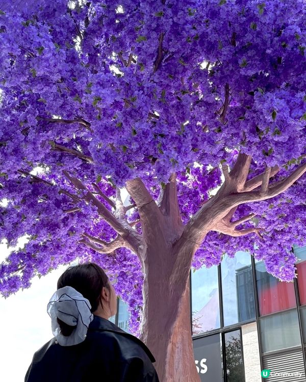  🪻我愛花花之惠州浪漫紫花海🪻