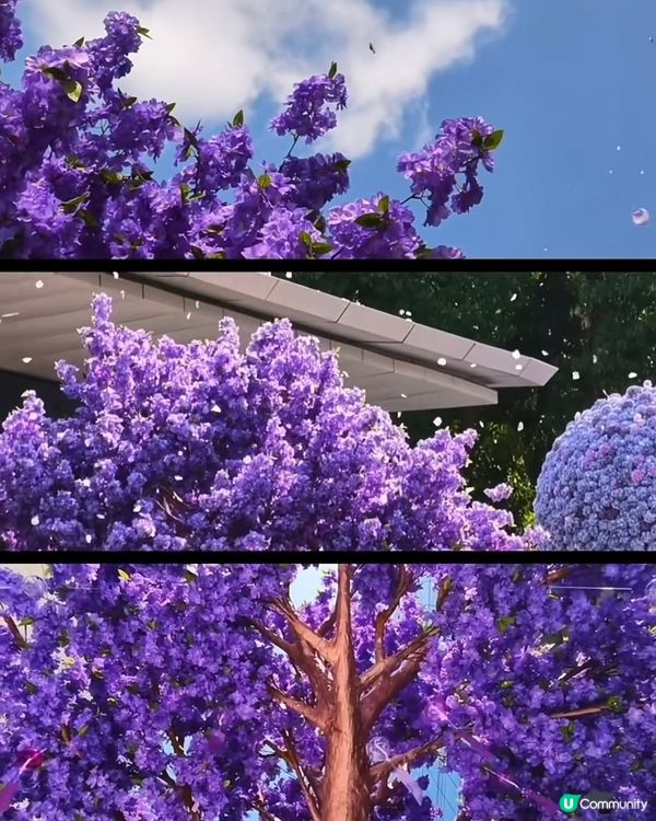  🪻我愛花花之惠州浪漫紫花海🪻