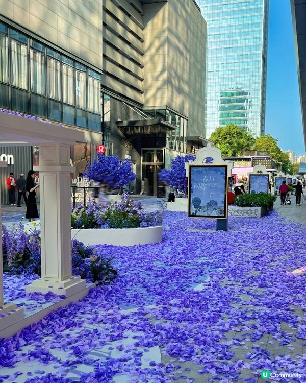  🪻我愛花花之惠州浪漫紫花海🪻