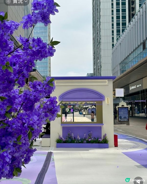  🪻我愛花花之惠州浪漫紫花海🪻