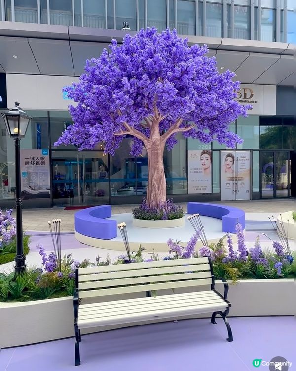  🪻我愛花花之惠州浪漫紫花海🪻