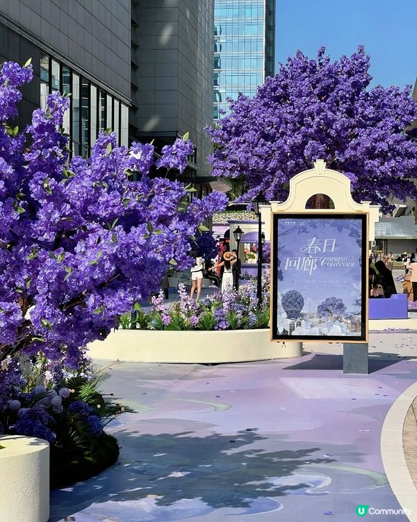  🪻我愛花花之惠州浪漫紫花海🪻