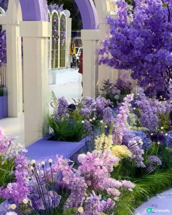  🪻我愛花花之惠州浪漫紫花海🪻