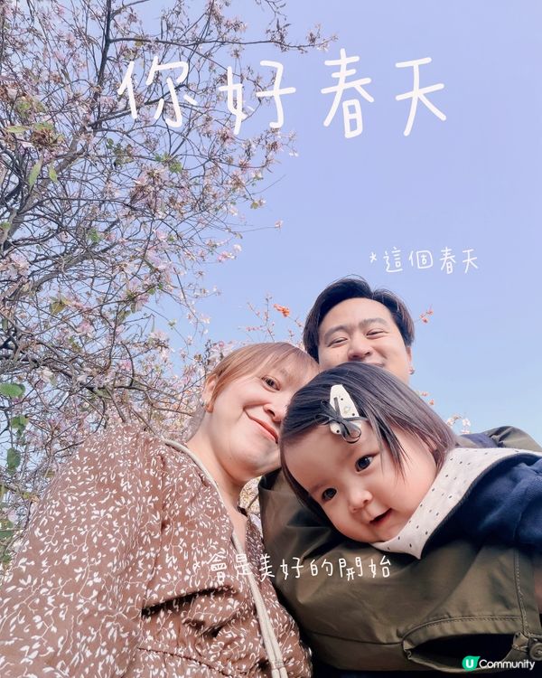 🌸 賞宮粉羊蹄甲！兆康站旁花海😍