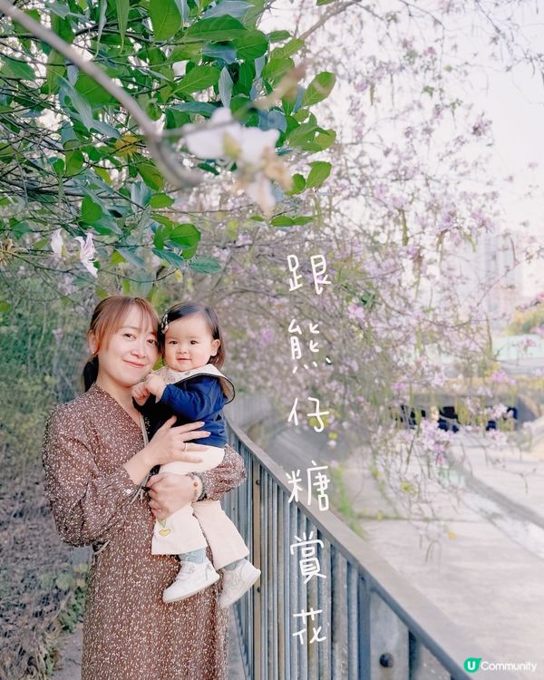 🌸 賞宮粉羊蹄甲！兆康站旁花海😍