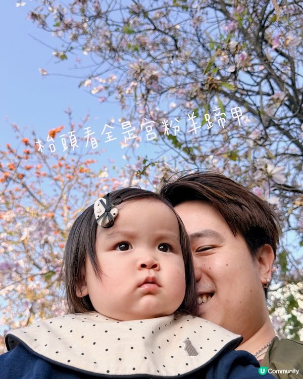 🌸 賞宮粉羊蹄甲！兆康站旁花海😍