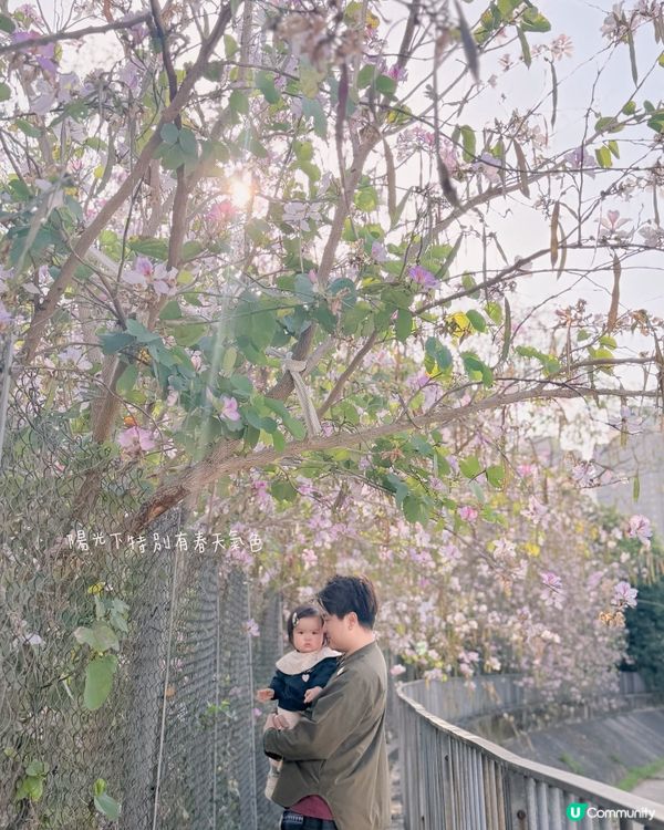 🌸 賞宮粉羊蹄甲！兆康站旁花海😍