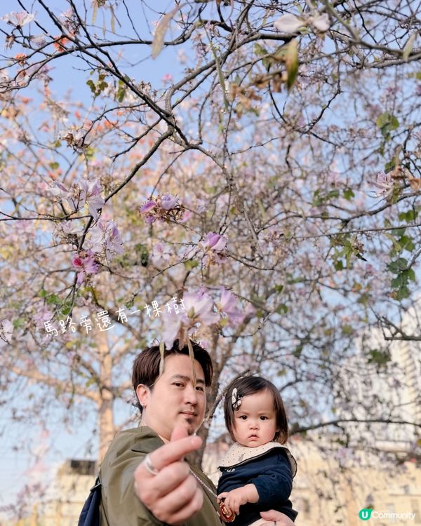 🌸 賞宮粉羊蹄甲！兆康站旁花海😍