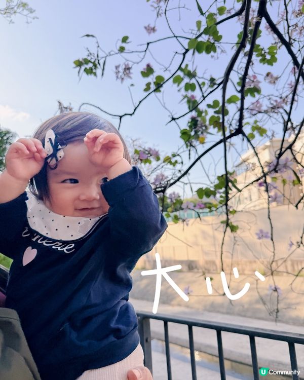 🌸 賞宮粉羊蹄甲！兆康站旁花海😍