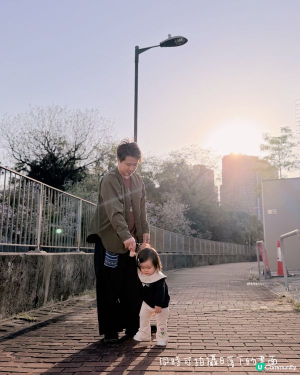 🌸 賞宮粉羊蹄甲！兆康站旁花海😍