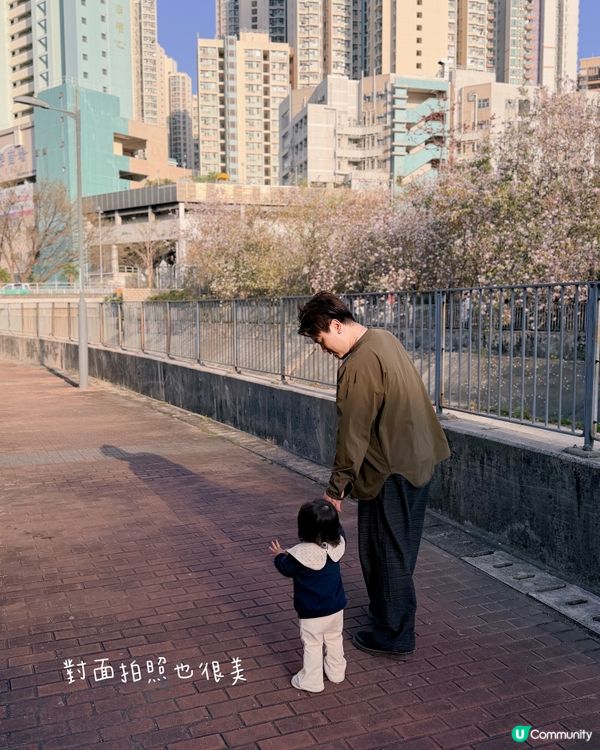 🌸 賞宮粉羊蹄甲！兆康站旁花海😍